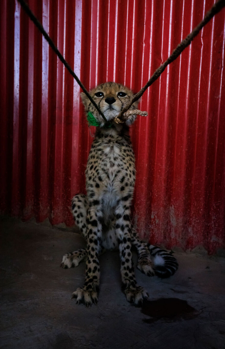 Cheetah cub bound with rope, a poignant award-winning wildlife photo from 2024 contest.