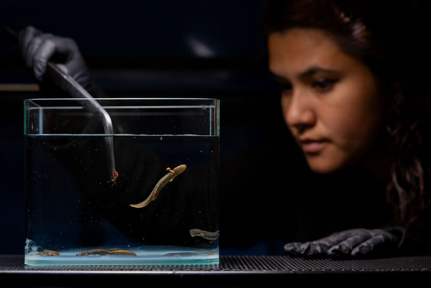 Gloved individual observes salamander in glass tank, highlighting wildlife photography achievement.