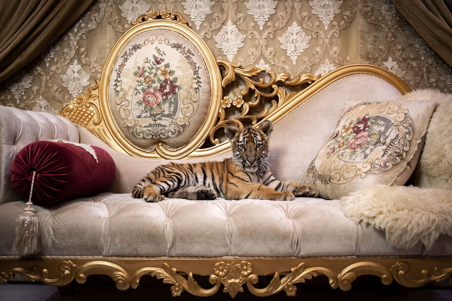 Tiger cub lounging on an ornate sofa, showcasing an award-winning wildlife photo from the European Photographer of the Year contest.