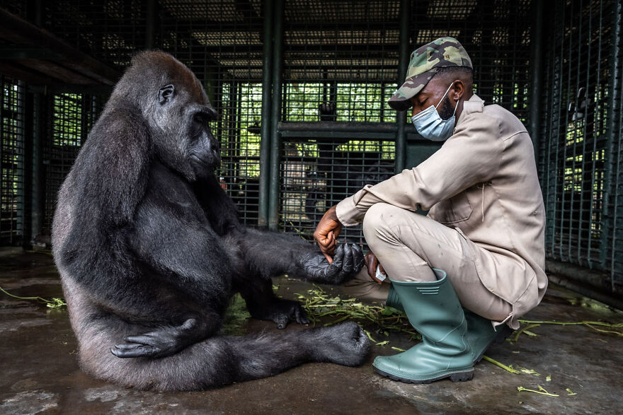 Caregiver in uniform kneels, tending to a gorilla in a cage, showcasing award-winning wildlife photography.