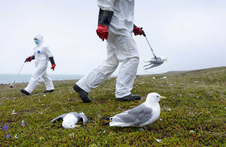 Inspectors in protective suits walk on grass near seabirds, illustrating award-winning wildlife photography.