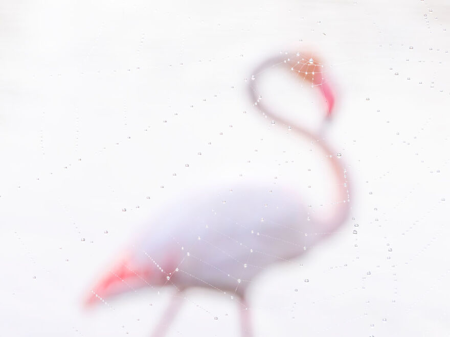 Blurry flamingo behind spider web, captured in award-winning wildlife photo contest.