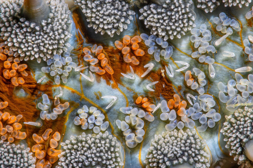 Close-up of colorful marine life showcasing award-winning wildlife photography.