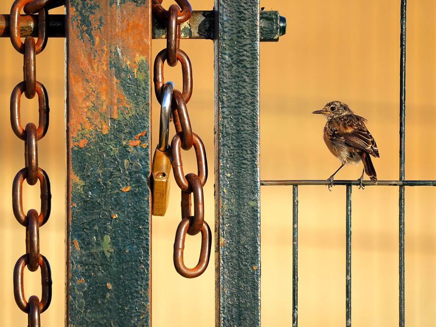 Award-winning wildlife photo of a small bird perched on a rusted metal gate with chains and a padlock.