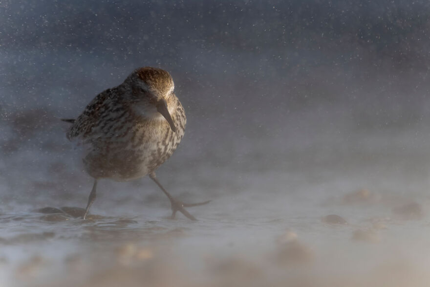 Award-winning wildlife photo of a bird in misty water, showcasing nature's beauty.