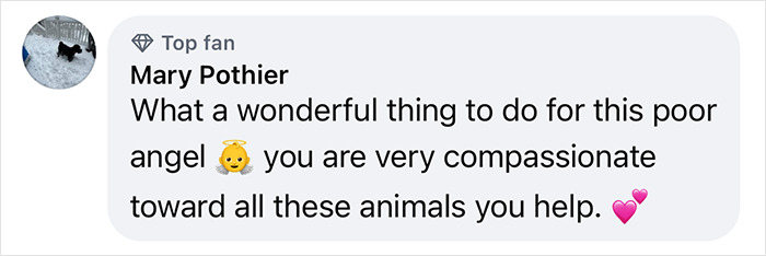 Comment praising pet groomer for helping neglected animals, highlighting compassion and kindness.