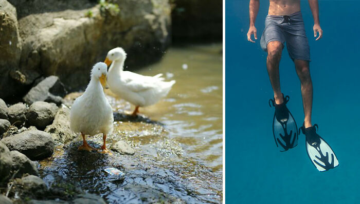 Two white ducks standing by a rocky pond, surrounded by nature-inspired objects.