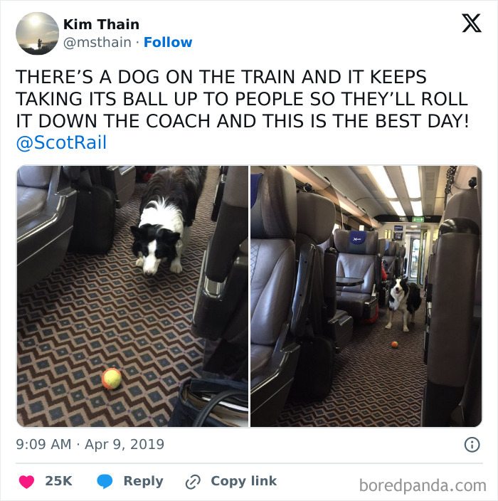 Dog playing with a ball on a train, entertaining subway passengers.