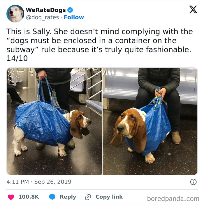 Dog in a blue bag held by subway passenger, complying with subway rules, creating a funny train scene.