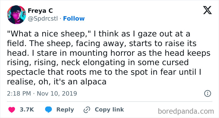 Hilarious tweet about mistaking an alpaca for a sheep.