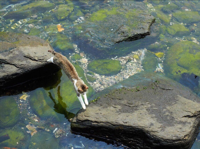 Cat leaping between rocks, creating a confusing perspective over clear water filled with green moss.