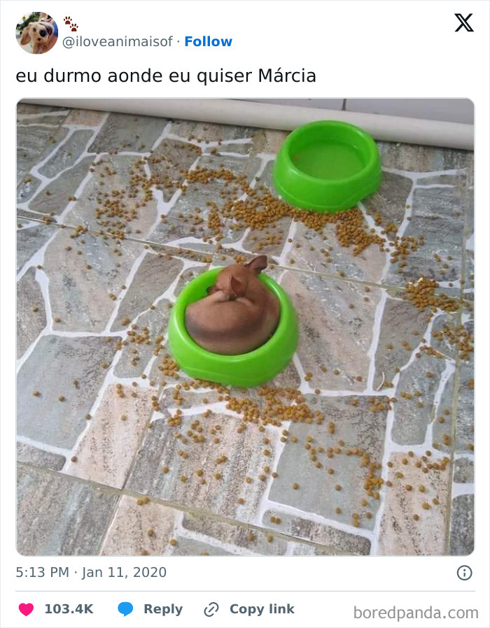 A spoiled pet dog comfortably sleeping in a green pet food bowl on a tiled floor.