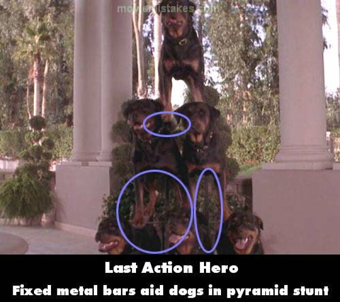 Dogs stacked in a pyramid with visible metal supports as a funny movie mistake.