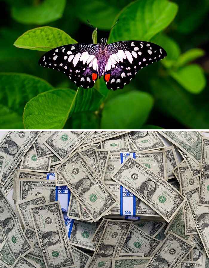 Butterfly with intricate patterns on vibrant green leaves, showcasing nature-inspired objects in a natural setting.