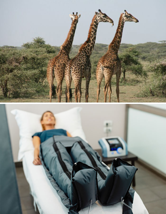 Three giraffes standing in a savannah, representing nature-inspired objects with their elegant forms and patterns.