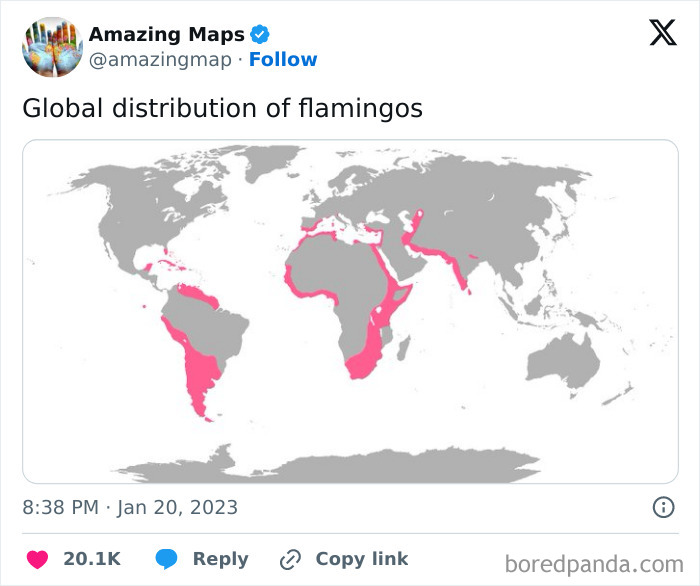 World map highlighting flamingo distribution, showcasing areas in pink to change perspective.