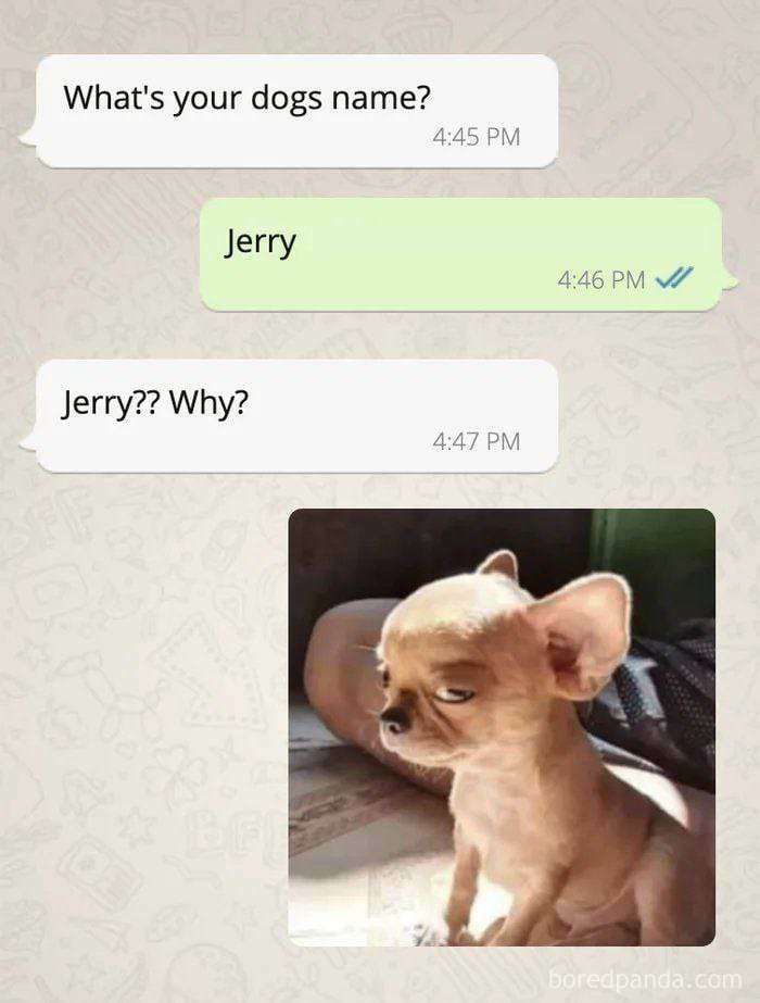 Funny meme with a skeptical-looking Chihuahua named Jerry, part of 'Animal Antics' Facebook memes collection.