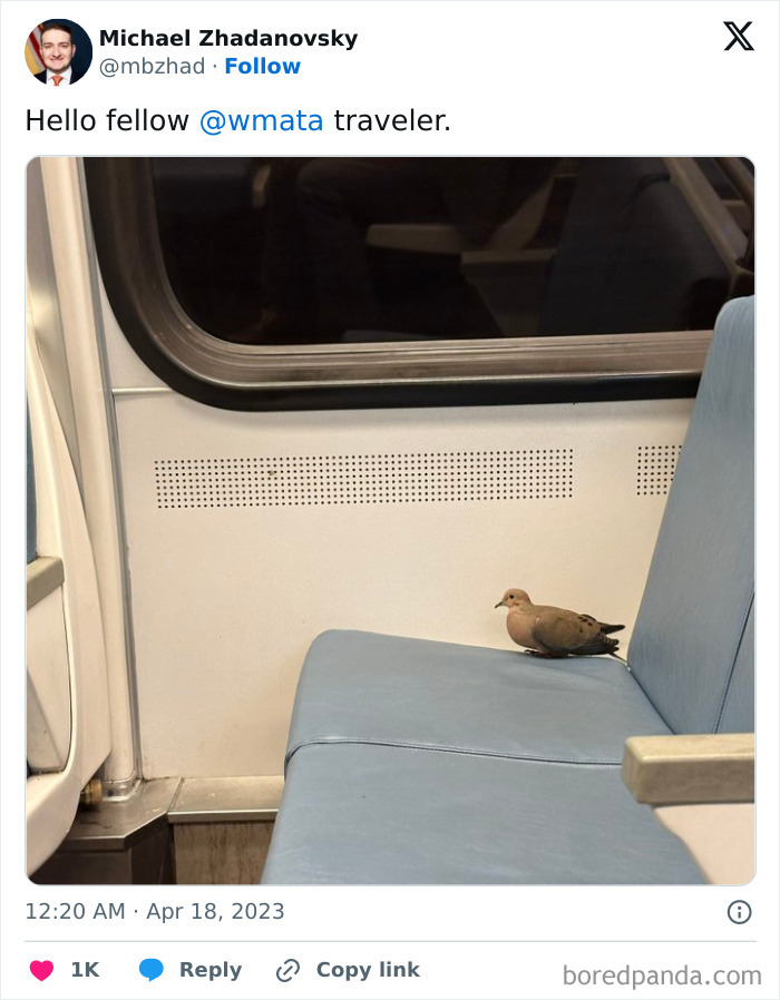 Bird sitting on a subway seat, capturing a funny moment among train passengers.