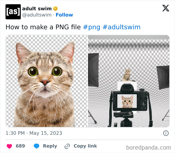 Cat in a studio being photographed, creating a PNG file, with transparent background.