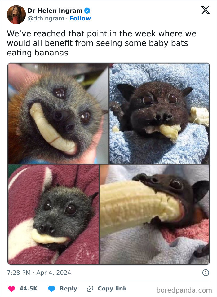 Baby bats adorably munching on bananas, showcasing funny animal antics.