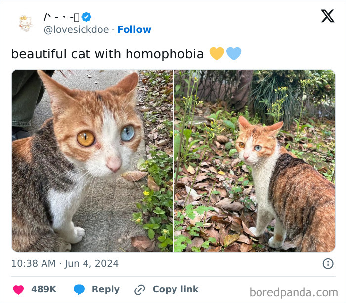 Cat with heterochromia in garden, humorous tweet noted among 2024 dumbest posts.