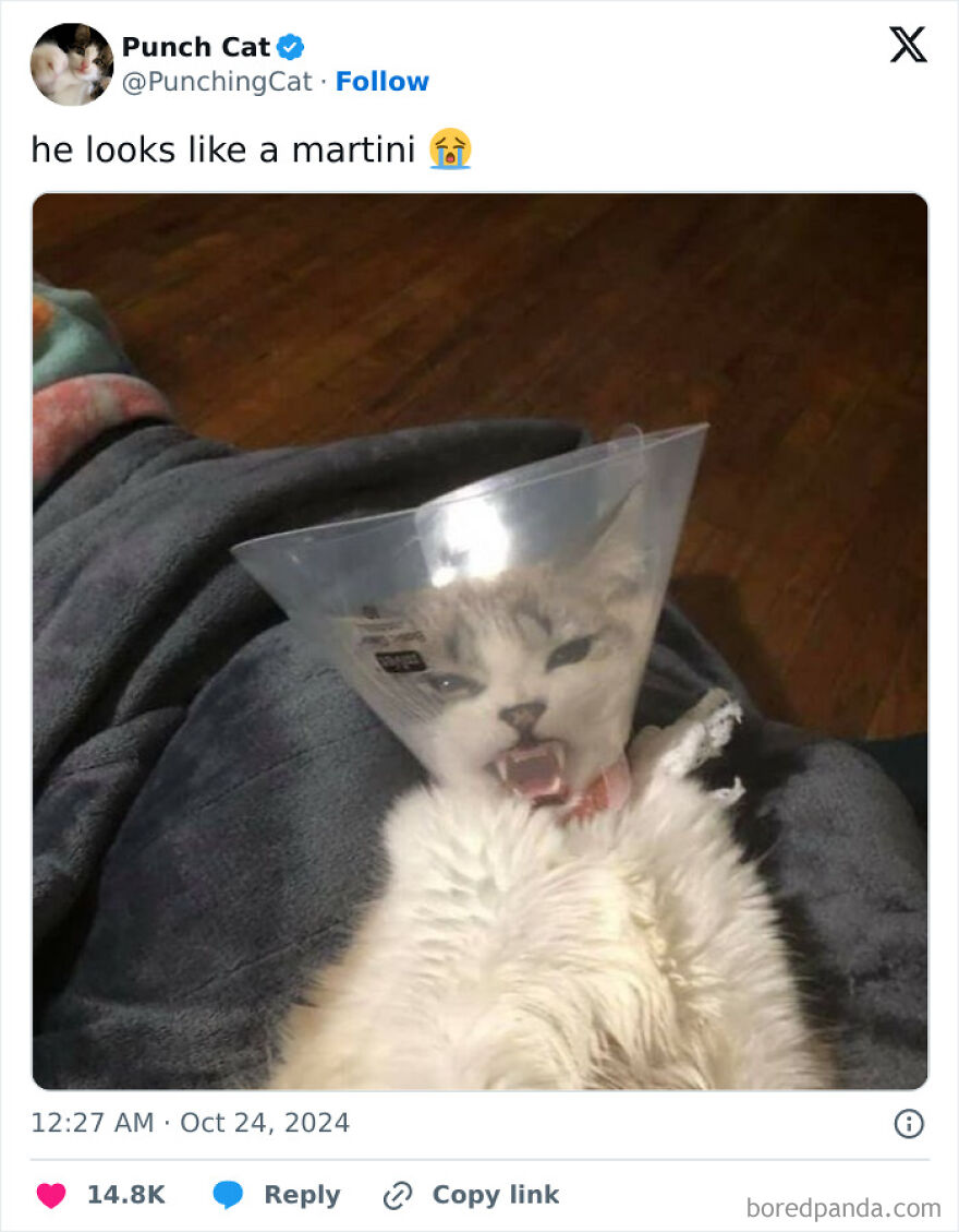 Cat wearing a cone, resembling a martini glass, relaxing on a dark blanket.