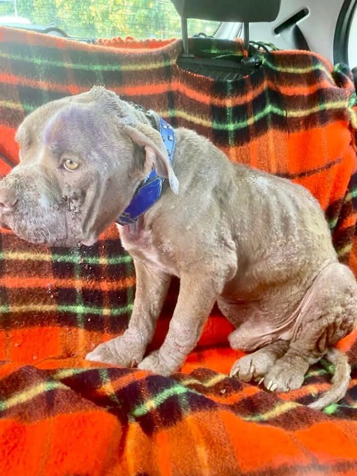 Rescued Pit Bull sitting on a colorful blanket in a car, looking calm and relaxed.