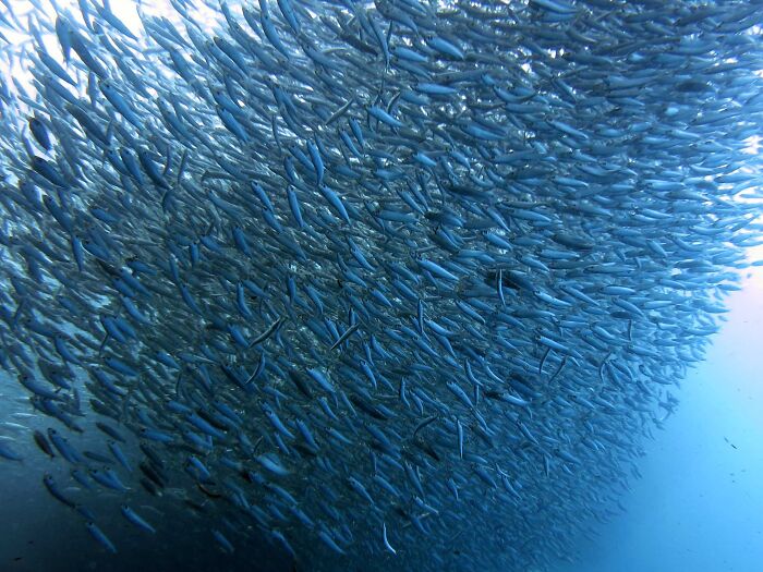 A mesmerizing underwater shoal of fish, illustrating stunning natural phenomena in the ocean's depths.