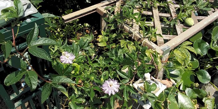 Passiflora Incarnata. Fruit-Bearing Passionfruit