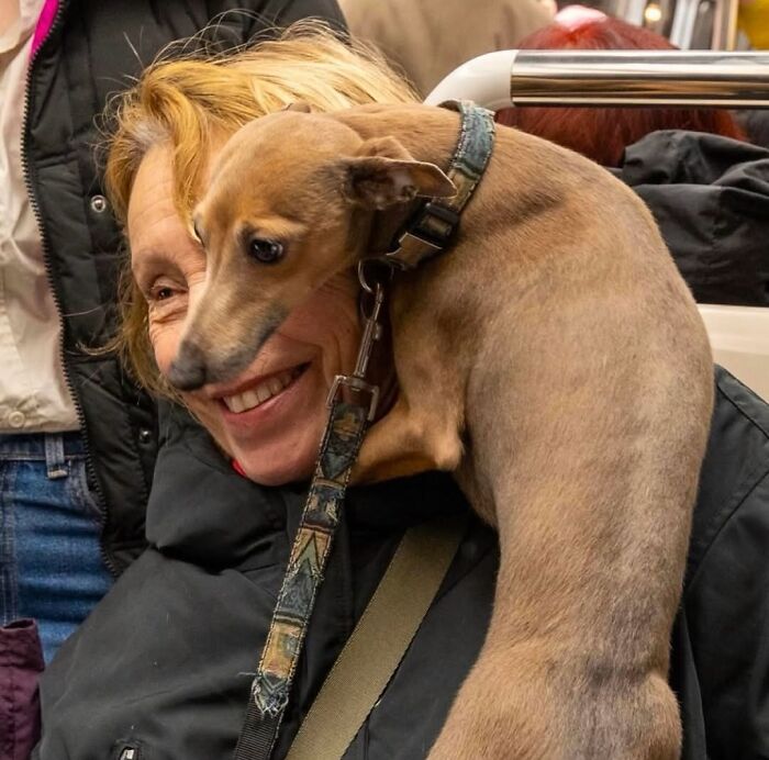 Woman on subway with dog wrapped around her neck, creating an interesting image.