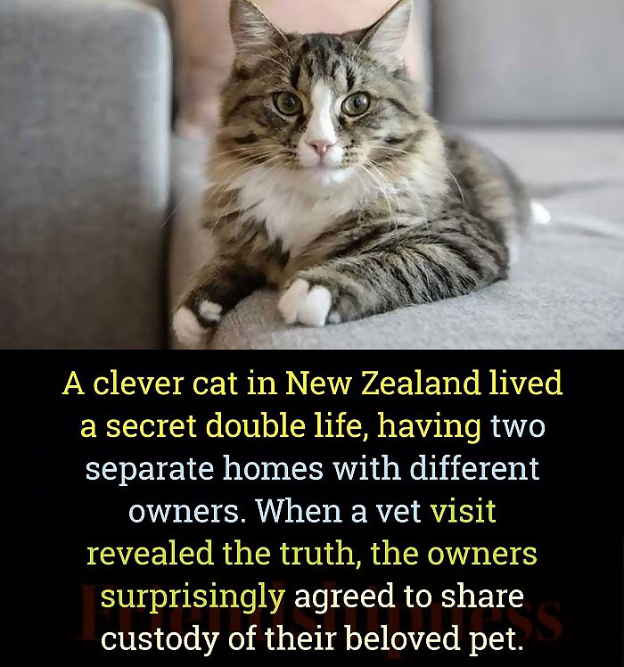 Cat lounging on a couch, revealing a fascinating fact about its secret double life in New Zealand.