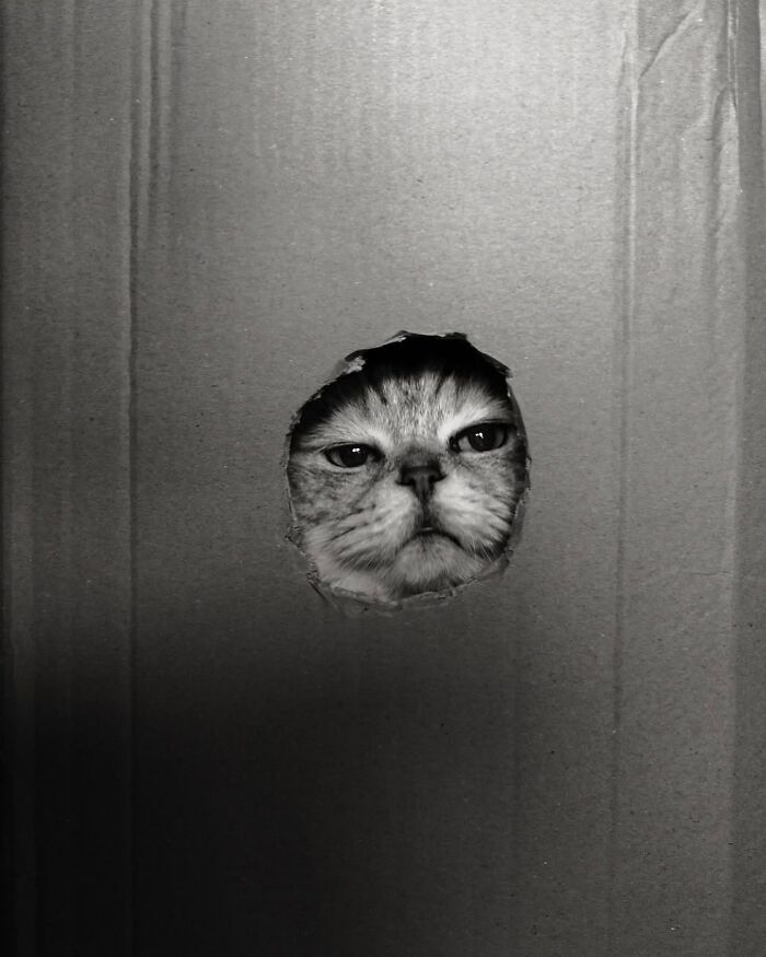 Cat's face peering through a hole in a cardboard box, showcasing one of the most interesting images.