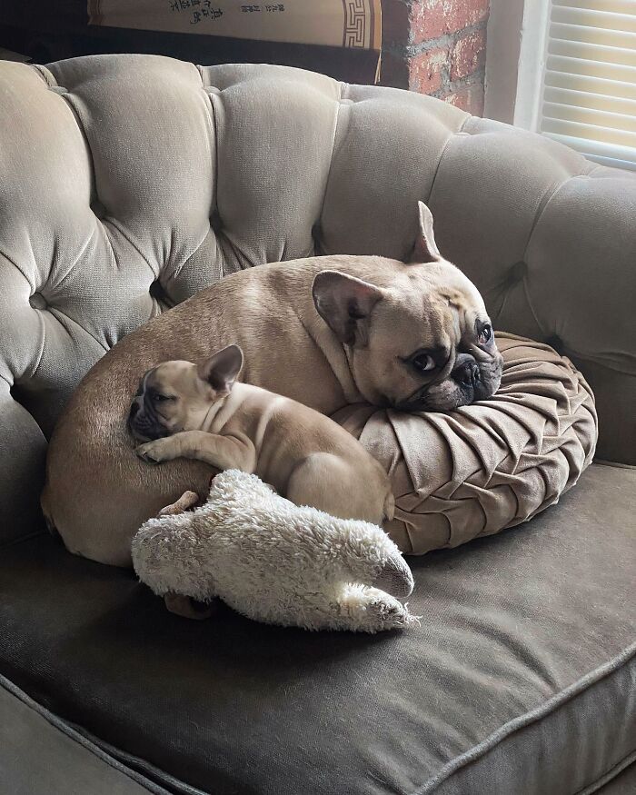 Adult French Bulldog and puppy snuggle on a couch with a toy, showcasing a heartwarming pet photo edit.