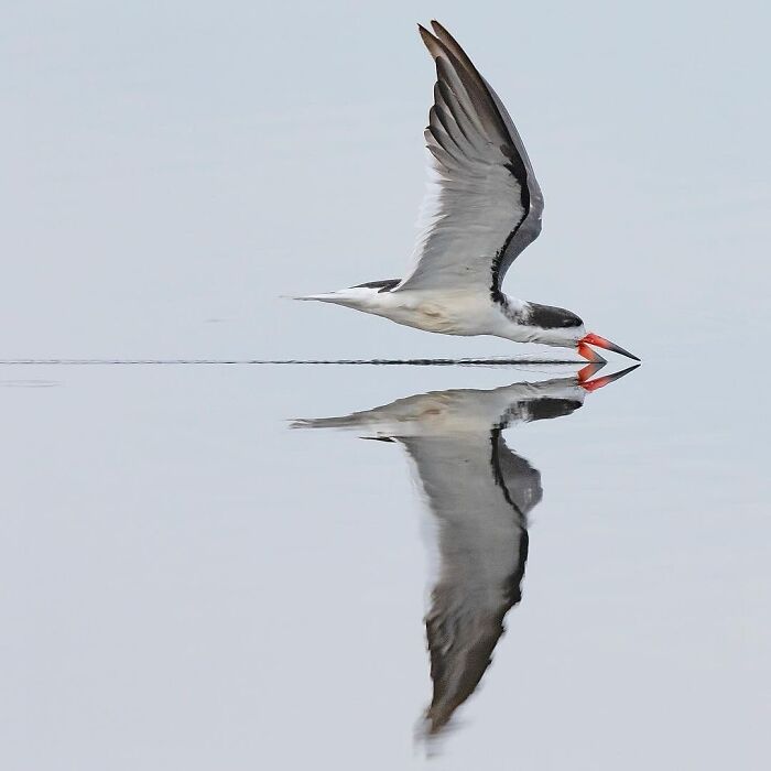 A bird skimming the water with its beak, creating a symmetrical reflection on the surface; one of the most interesting images.