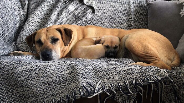 Adult dog and puppy cuddling on a couch, showcasing heartwarming photo edits with pets and their younger versions.