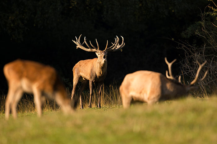 Majestic deer with impressive antlers standing on private land with two others grazing in the foreground.