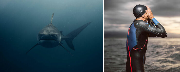 Shark swimming underwater, showcasing nature-inspired objects in marine life.