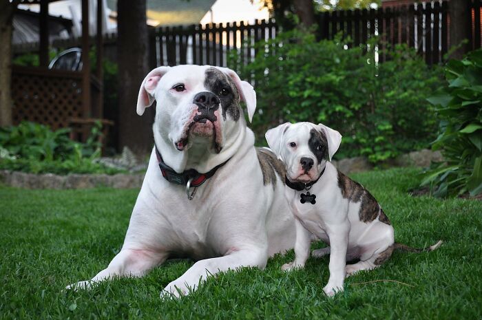 Adult dog and its younger version sitting together on grass, showcasing heartwarming pet photo edits.