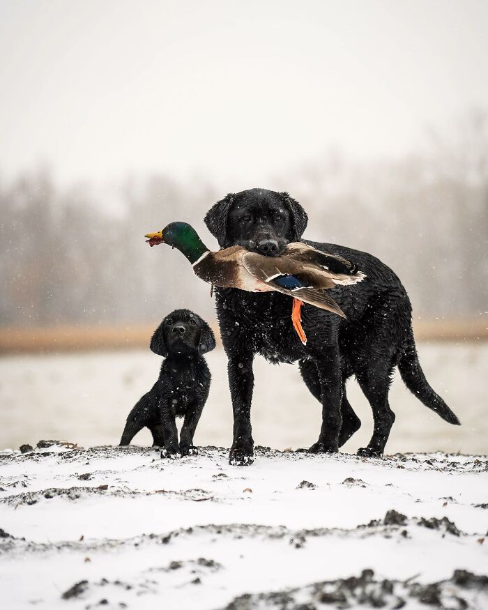 Two dogs in the snow, older one holding a duck, depicting heartwarming pet photo edits by Mandy Helwege.