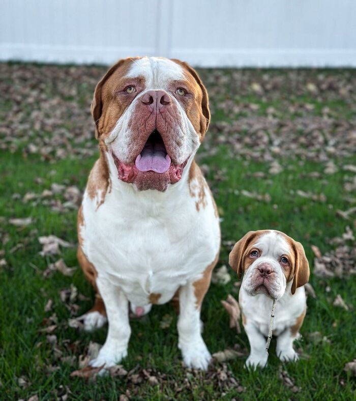 Adult dog and its younger puppy version sitting together on grass.