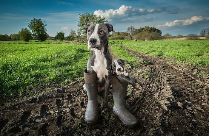 Photo edit of a dog and its younger version inside large boots on a muddy path in a lush green field.