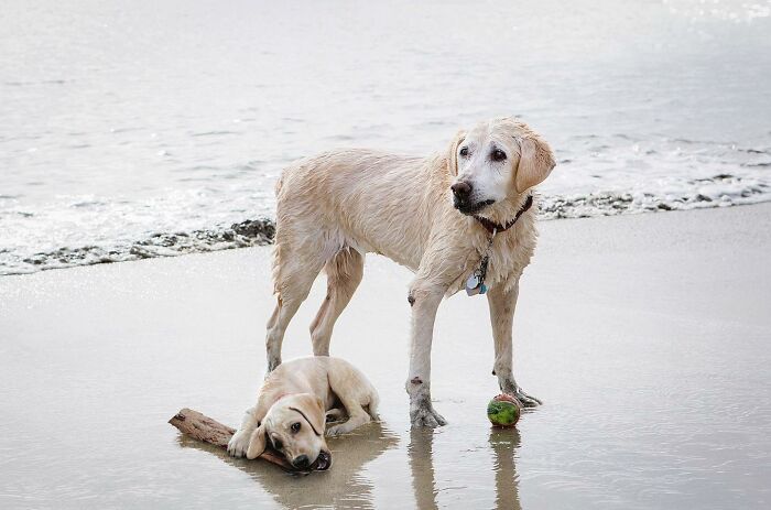 Older dog and its younger version together on a beach, with a ball and stick nearby.