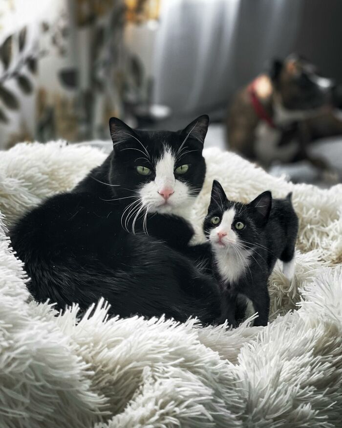 Adult cat and kitten cuddling on fluffy blanket, showcasing pets with their younger versions.