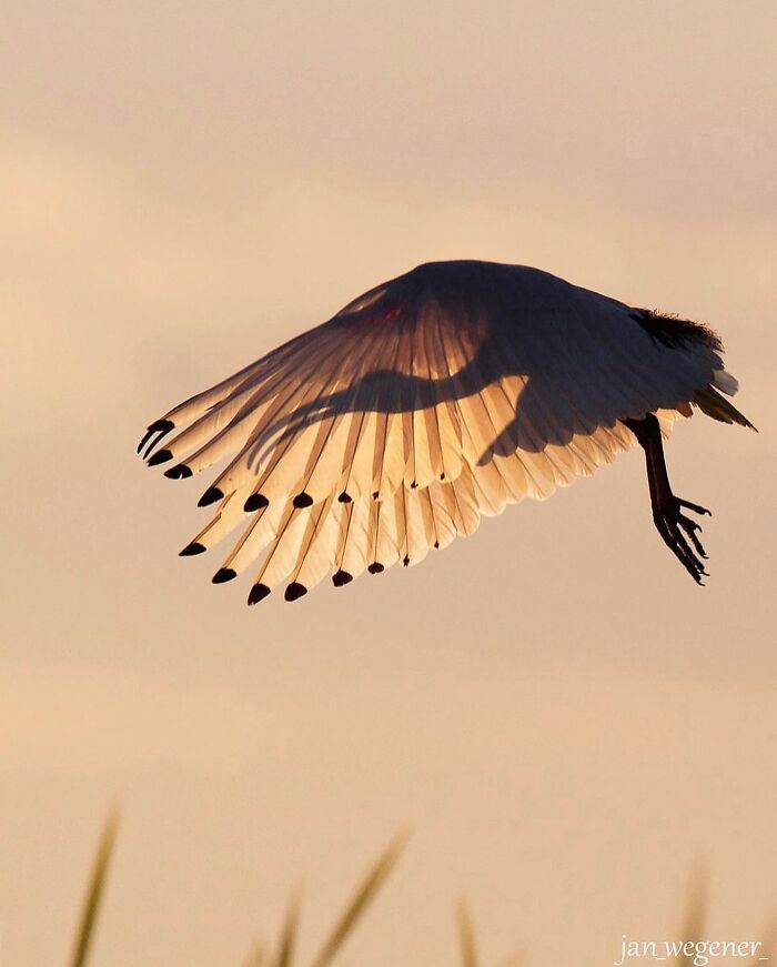 A bird in flight against a soft sky, wings illuminated by sunlight, showcasing intriguing patterns.