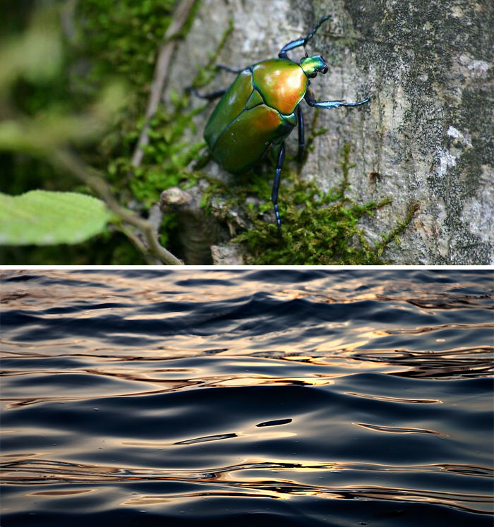 Nature-inspired object: a vibrant green beetle on a tree with moss.