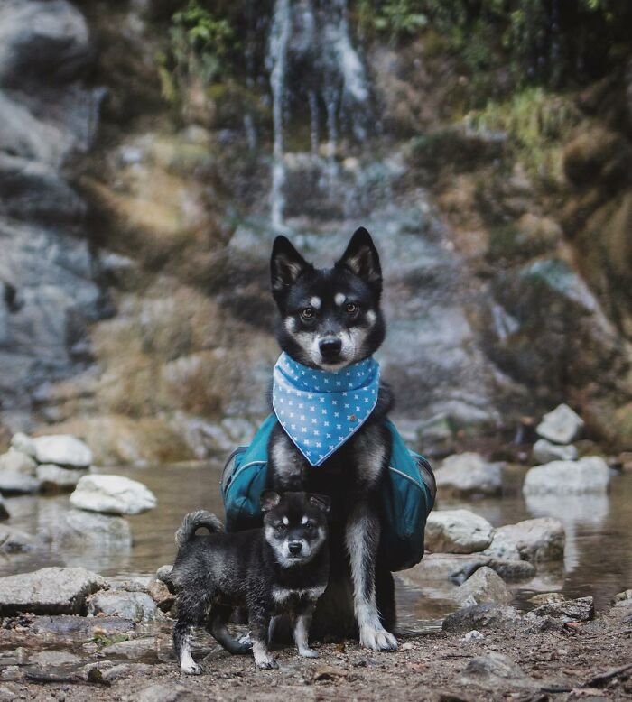 Dog with blue bandana and its puppy stand together by a waterfall, showcasing pet photo edits.