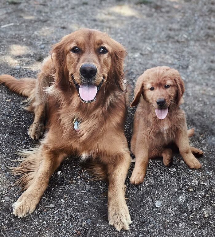 Golden retriever and its puppy version sitting together happily outdoors.