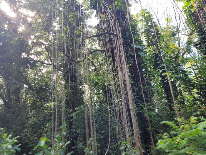 Road To Hana Trees, Maui