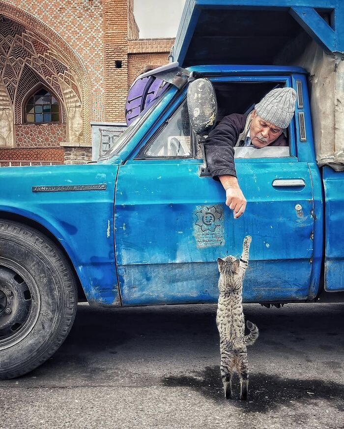 A man in a blue truck feeds a standing cat, showcasing an interesting image street scene.