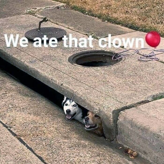 Dogs peeking from drain with caption "We ate that clown," showcasing relatable humor for dog owners.